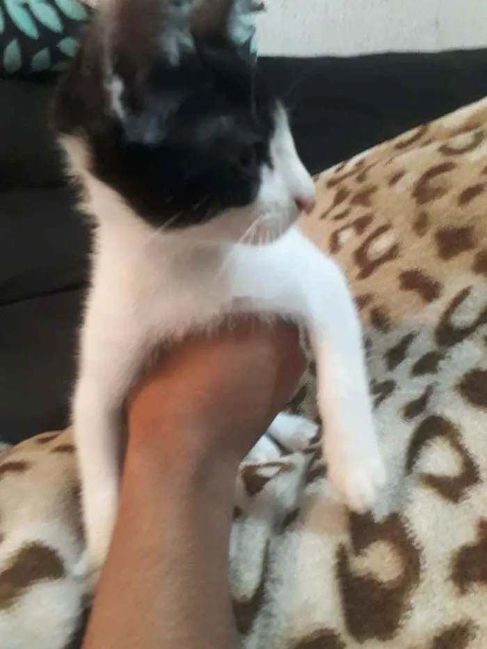 Gato ra a   idade 2 a 6 meses nome Morcego 