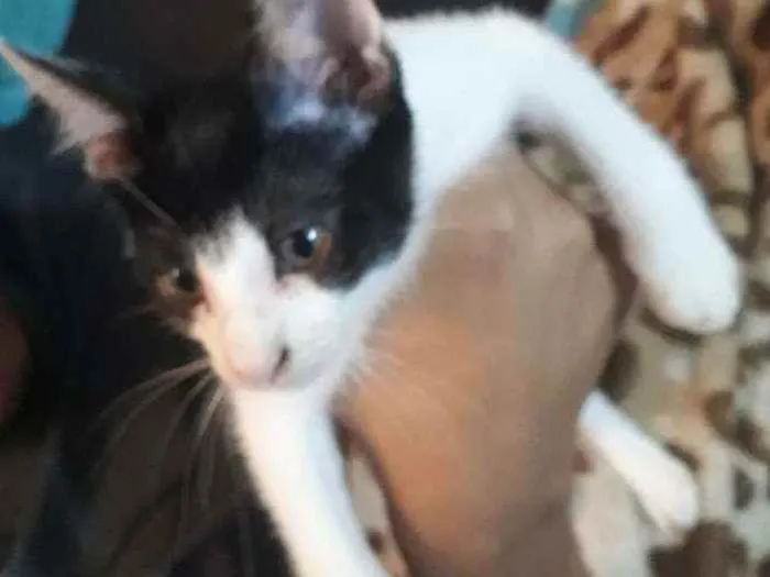 Gato ra a   idade 2 a 6 meses nome Morcego 