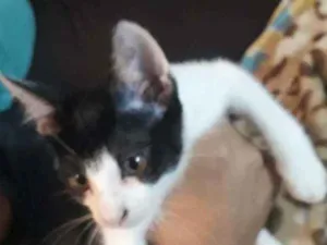 Gato raça   idade 2 a 6 meses nome Morcego 