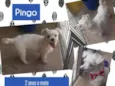Pingo