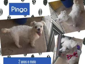Gato raça Srd idade 2 anos nome Pingo