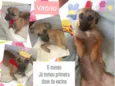 Vitória