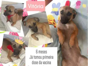 Cachorro raça Srd idade 2 a 6 meses nome Vitória