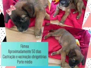 Cachorro raça Srd idade Abaixo de 2 meses nome Pipoca