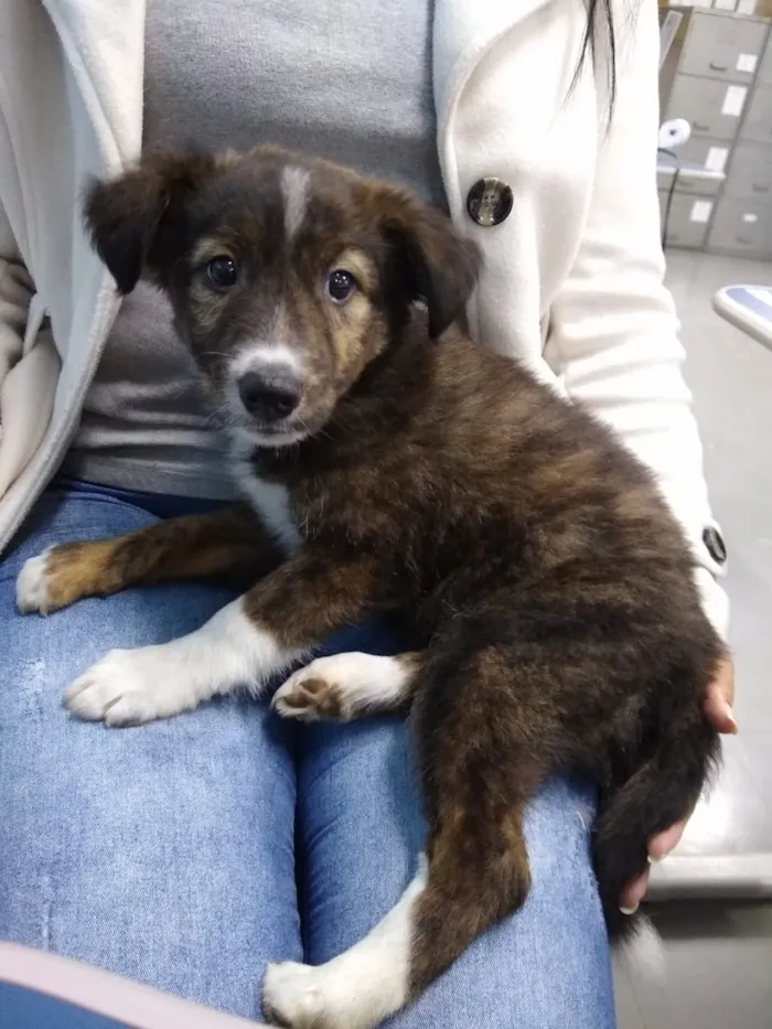 Cachorro ra a SRD-ViraLata idade 2 a 6 meses nome sem nome