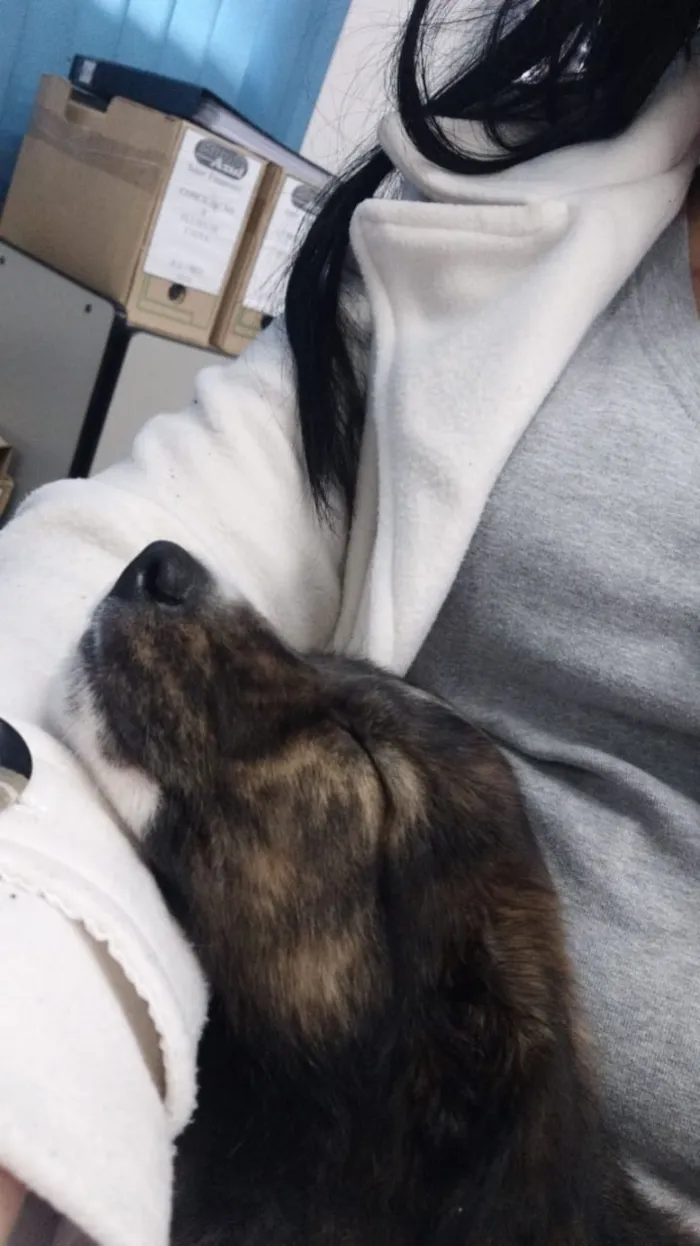 Cachorro ra a SRD-ViraLata idade 2 a 6 meses nome sem nome