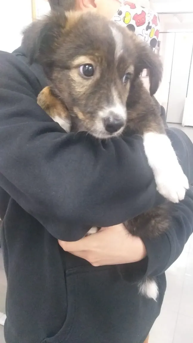 Cachorro ra a SRD-ViraLata idade 2 a 6 meses nome sem nome