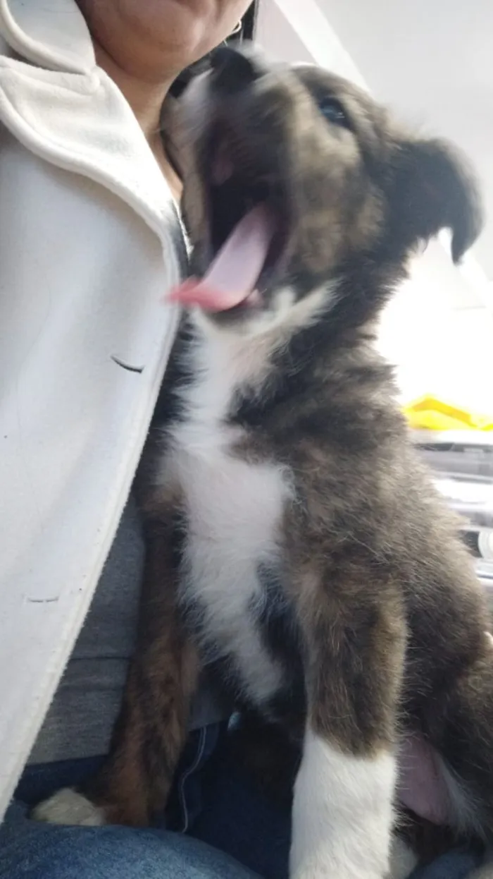 Cachorro ra a SRD-ViraLata idade 2 a 6 meses nome sem nome