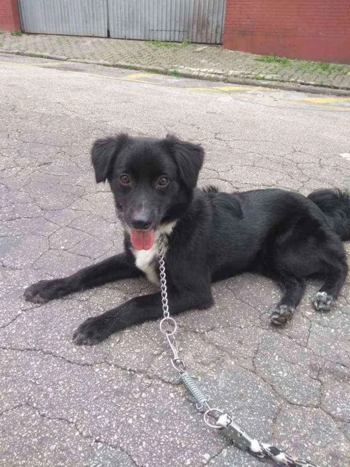 Cachorro ra a SRD idade 1 ano nome Lupe