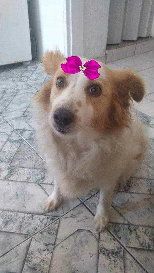 Cachorro ra a  idade 3 anos nome Duda