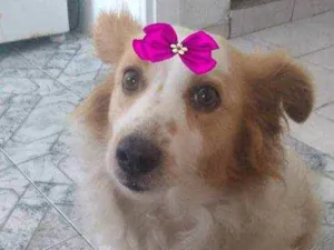 Cachorro raça  idade 3 anos nome Duda 