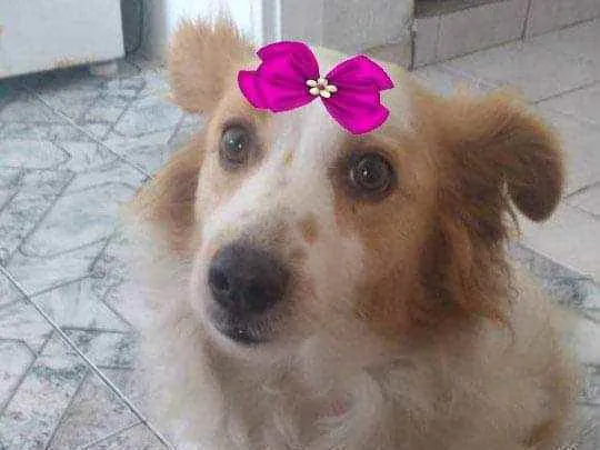 Cachorro ra a  idade 3 anos nome Duda