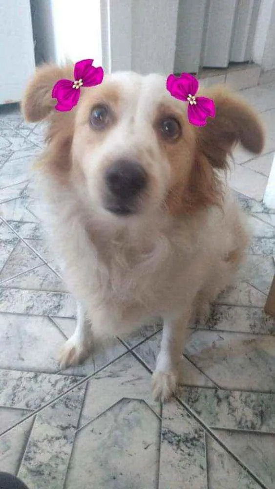 Cachorro ra a  idade 3 anos nome Duda