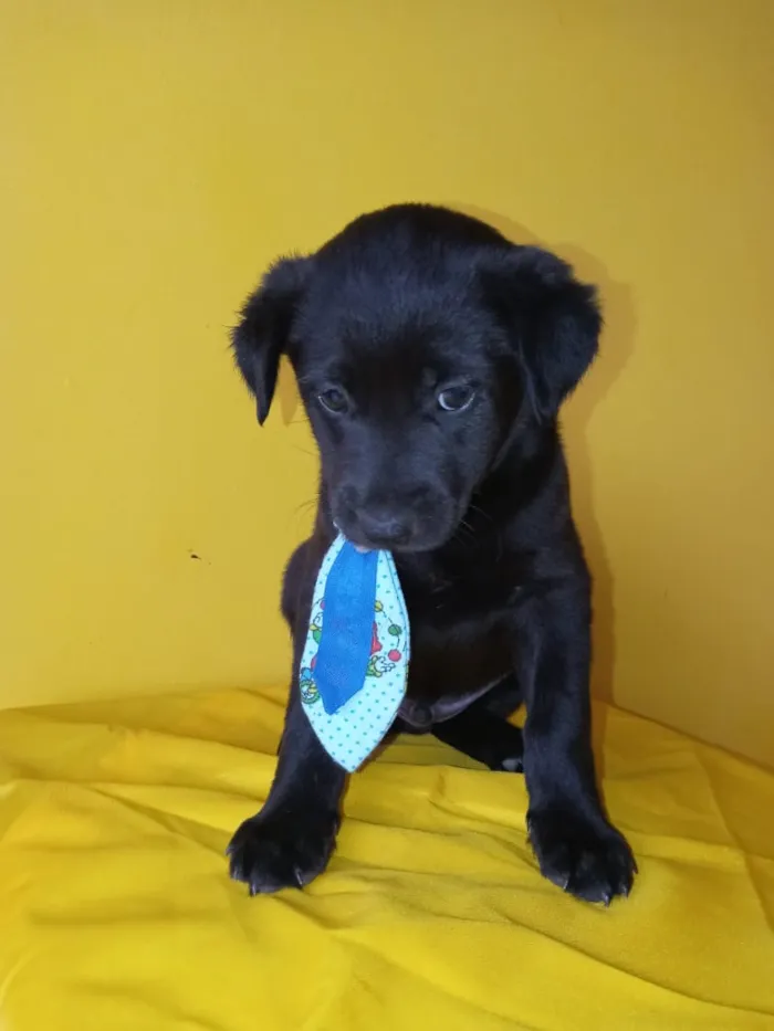 Cachorro ra a Mestiço  idade Abaixo de 2 meses nome Saboya