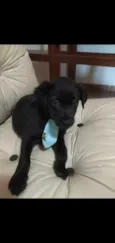 Saboya