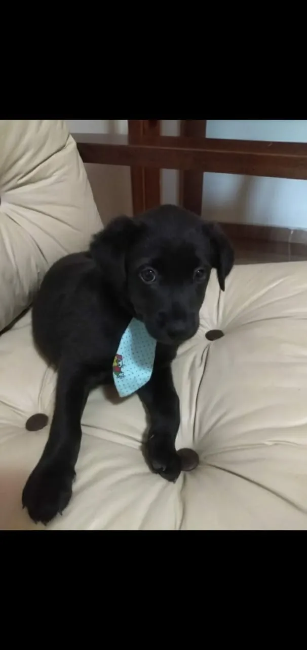 Cachorro ra a Mestiço  idade Abaixo de 2 meses nome Saboya