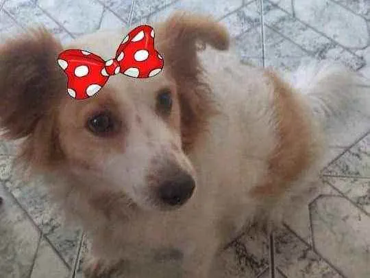 Cachorro ra a  idade 3 anos nome Duda