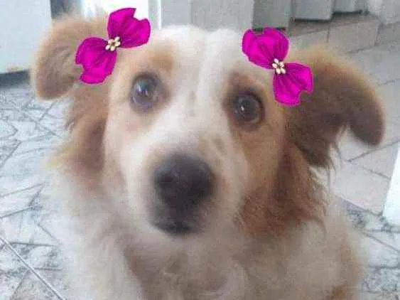 Cachorro ra a  idade 3 anos nome Duda