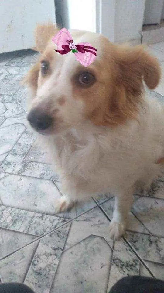 Cachorro ra a  idade 3 anos nome Duda