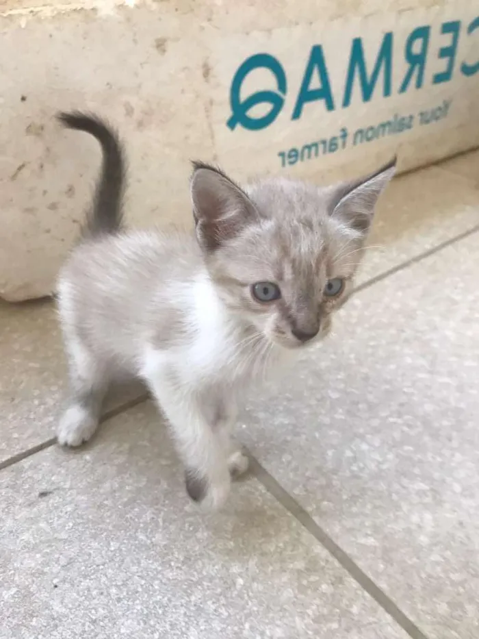 Gato raça SRD-ViraLata idade 2 a 6 meses nome Mimi