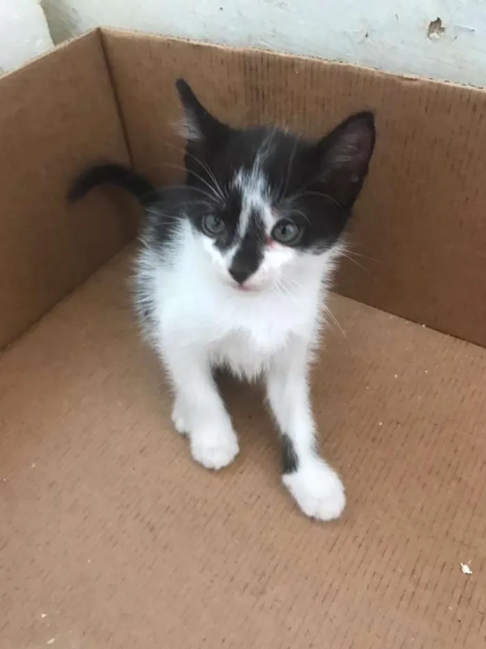 Gato raça SRD-ViraLata idade 2 a 6 meses nome Mimi