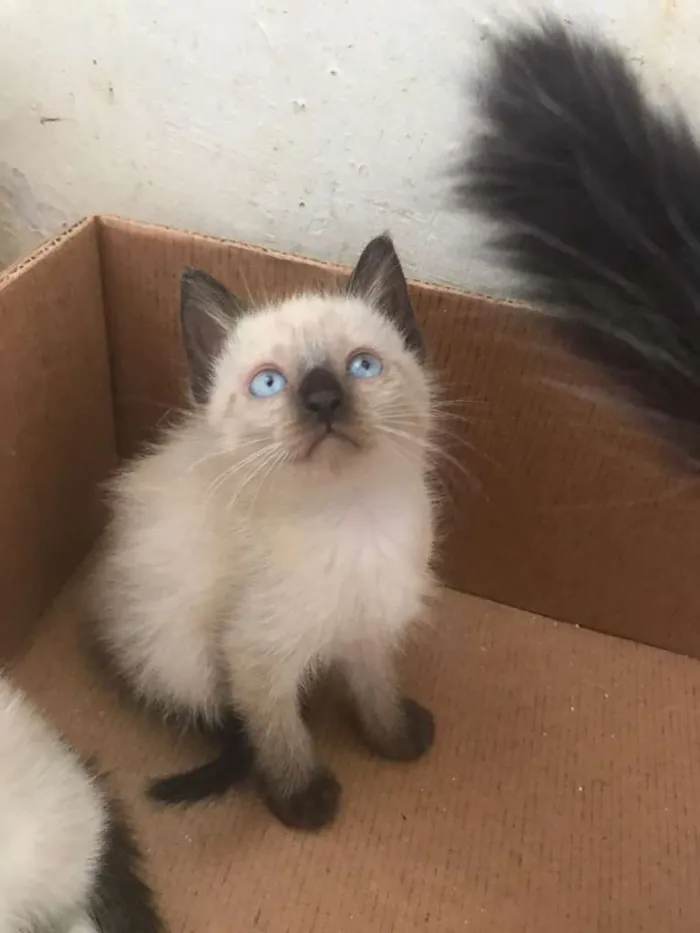 Gato raça SRD-ViraLata idade 2 a 6 meses nome Mimi