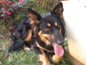 Cachorro raça  idade 2 anos nome Malú 
