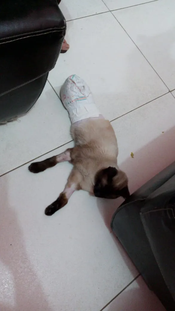 Gato ra a SRD idade 7 a 11 meses nome pingo