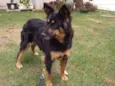 Malú