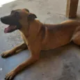 Leão