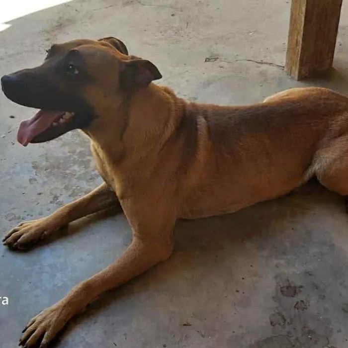 Cachorro ra a SRD mistura com pastor idade 2 anos nome Leão