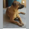 Leão