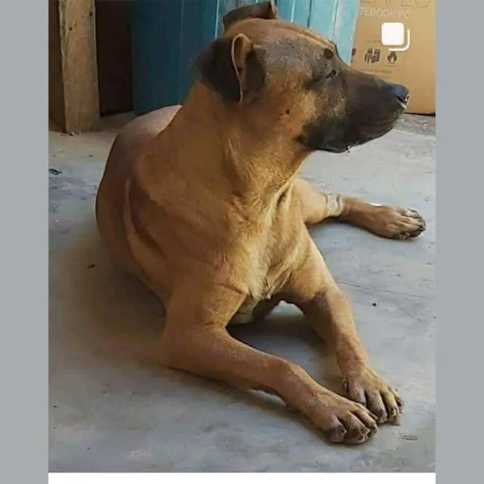 Cachorro ra a SRD mistura com pastor idade 2 anos nome Leão
