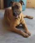 Leão