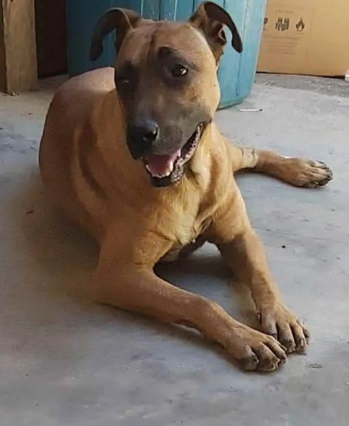 Cachorro ra a SRD mistura com pastor idade 2 anos nome Leão