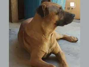 Cachorro raça SRD mistura com pastor idade 2 anos nome Leão