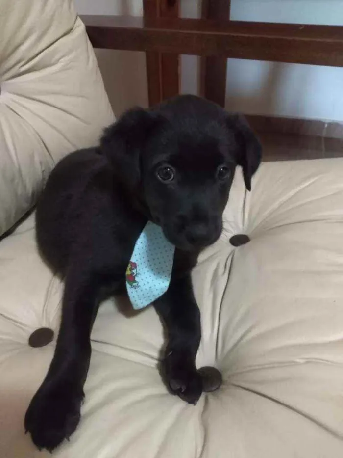 Cachorro ra a Srd idade Abaixo de 2 meses nome Zico