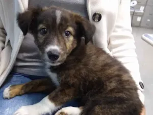 Cachorro raça SRD-ViraLata idade 2 a 6 meses nome sem nome