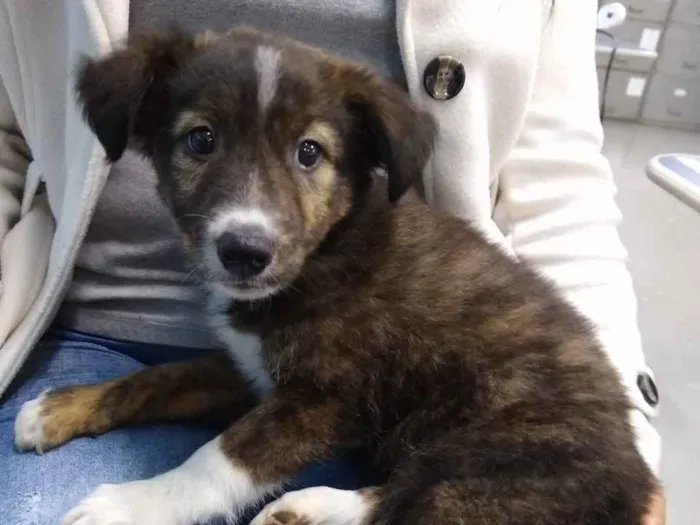 Cachorro ra a SRD-ViraLata idade 2 a 6 meses nome sem nome