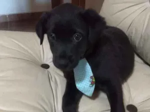 Cachorro raça Srd idade Abaixo de 2 meses nome Zico