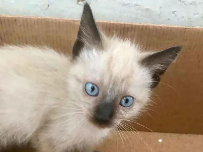 Gato raça SRD-ViraLata idade 2 a 6 meses nome Mimi