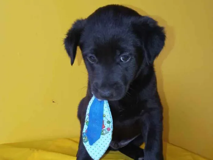 Cachorro ra a Mestiço  idade Abaixo de 2 meses nome Saboya