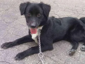 Cachorro raça SRD idade 1 ano nome Lupe