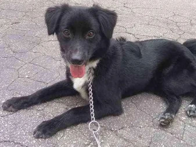 Cachorro ra a SRD idade 1 ano nome Lupe