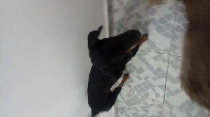 Cachorro ra a Rotiwale com. Sdr idade 7 a 11 meses nome Princesa 