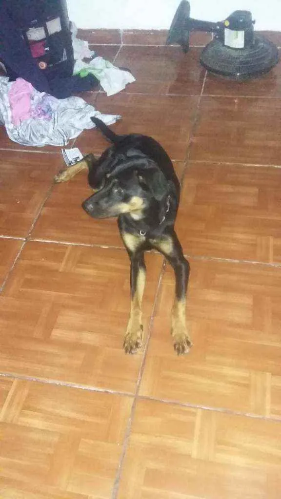 Cachorro ra a Rotiwale com. Sdr idade 7 a 11 meses nome Princesa 