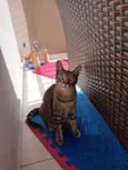 Perola e Alvin