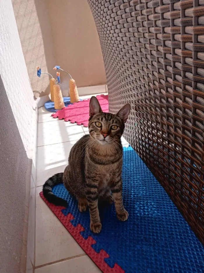 Gato raça SRD idade 7 a 11 meses nome Perola e Alvin