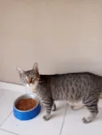 Perola e Alvin