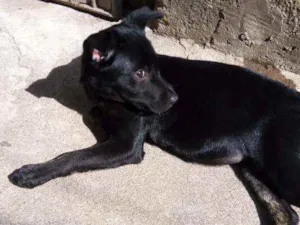 Cachorro raça Vira lata idade 2 a 6 meses nome Neguinha 